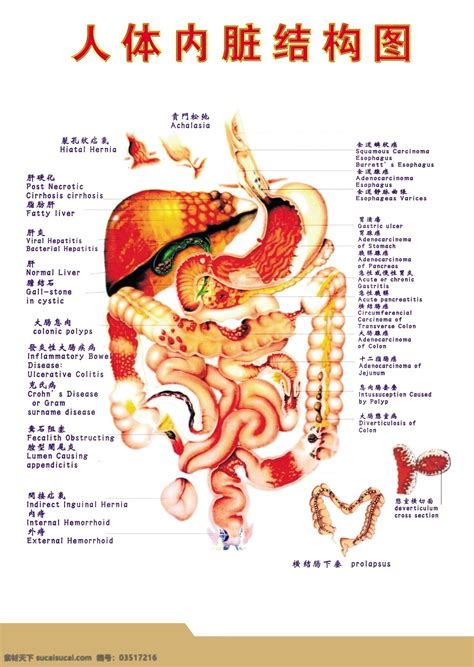 胃位置|人体内脏位置分布示意图